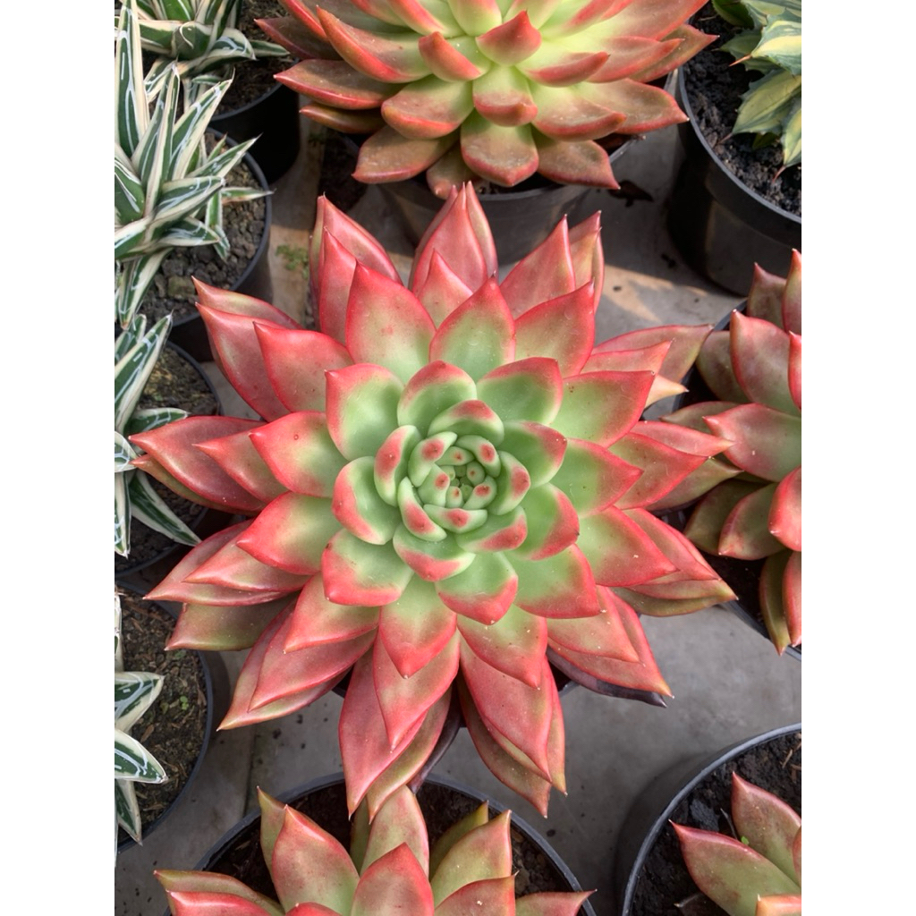 echeveria agavoides frengrinelt jumbo size