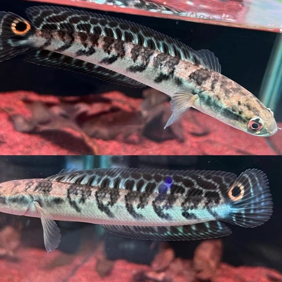 Maru YS ( yellow Sentarum ) red eye 11-13 cm