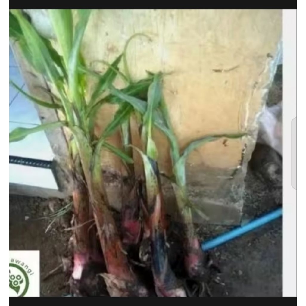 BIBIT PISANG AMBON LUMUT