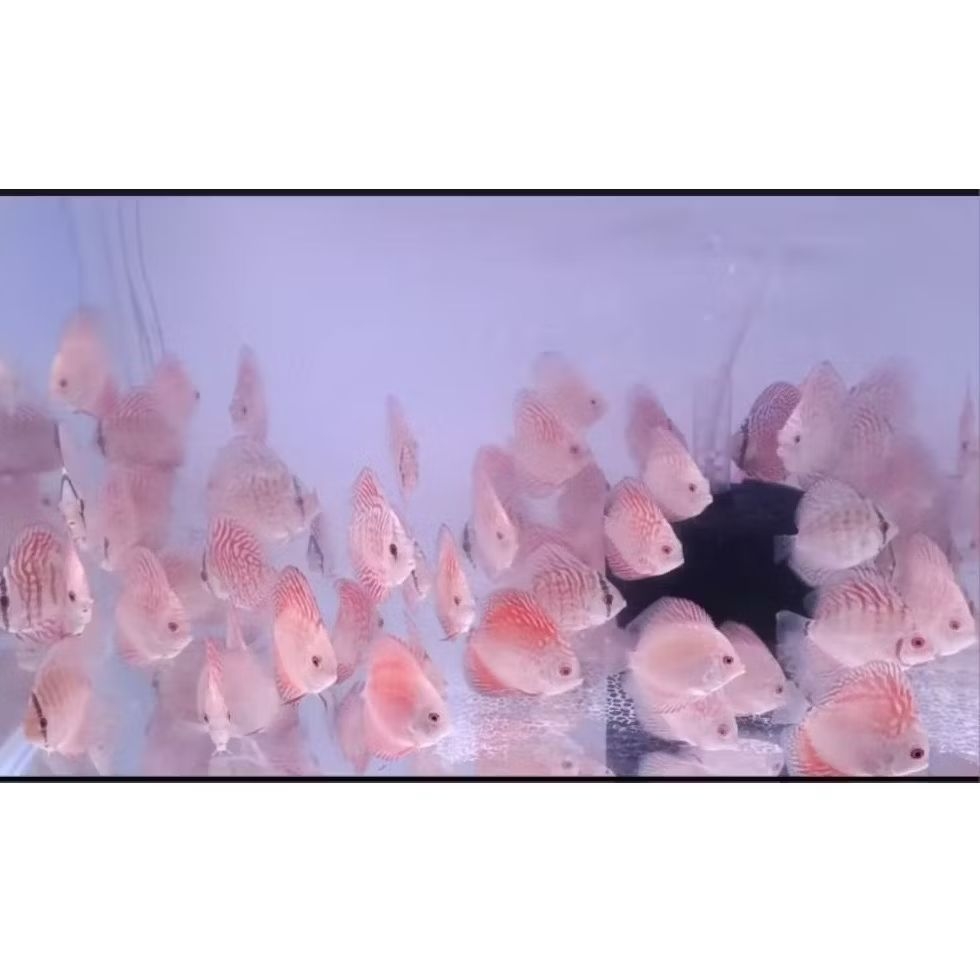 PAKET DISCUS 4 EKOR 1 INCH ( RANDOM ) HIAS AQUARIUM