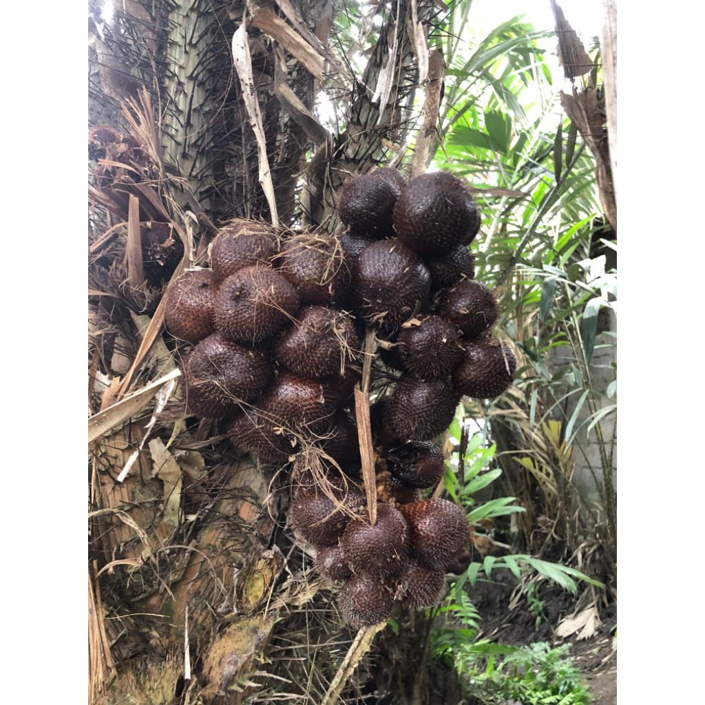 

salak pondoh 1 kg campur kecil/sedang /besar