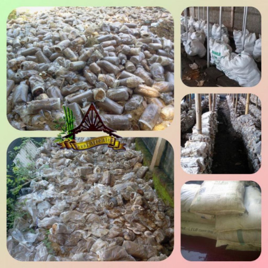 

baglog afkir/bekas jamur tiram putih