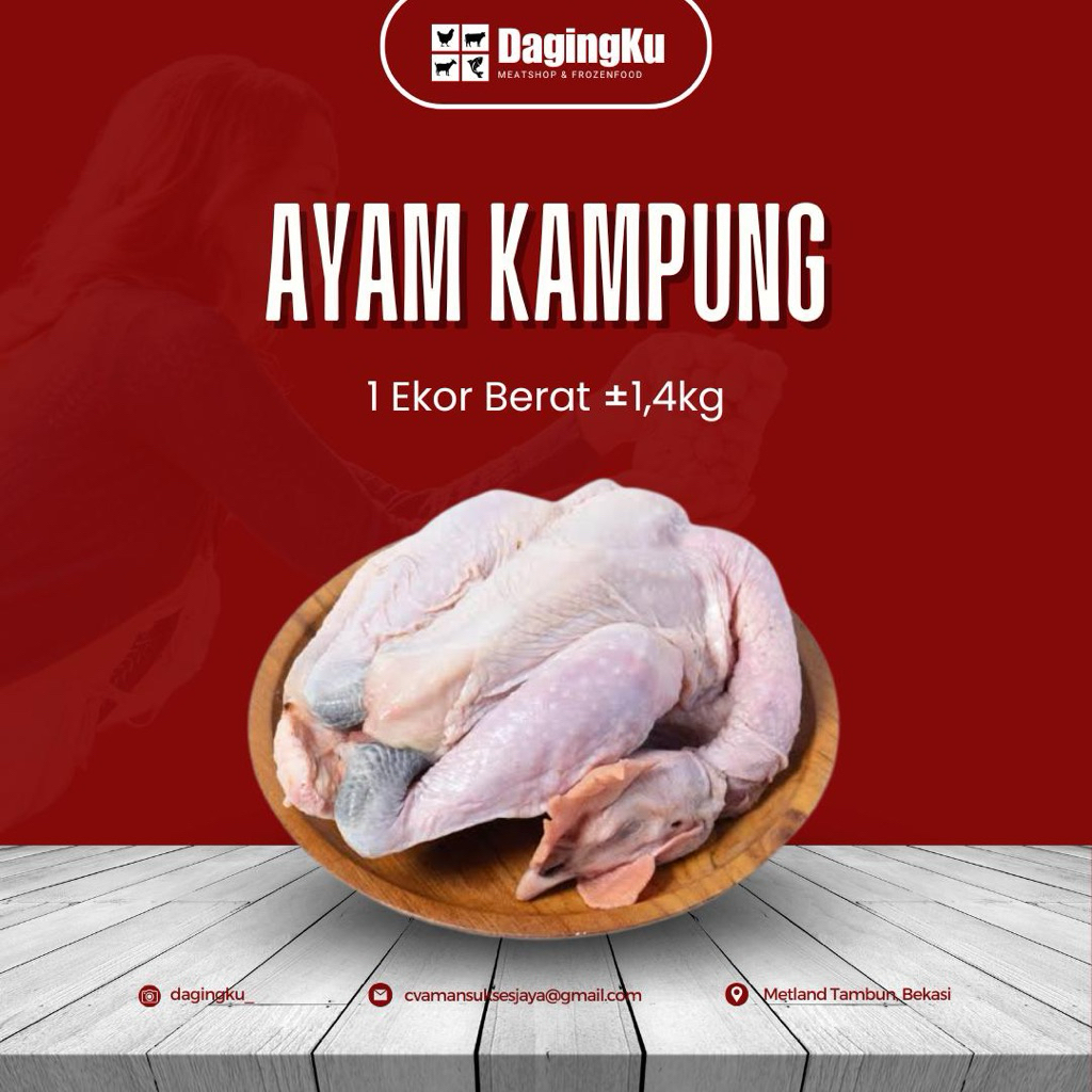 

AYAM KAMPUNG UTUH