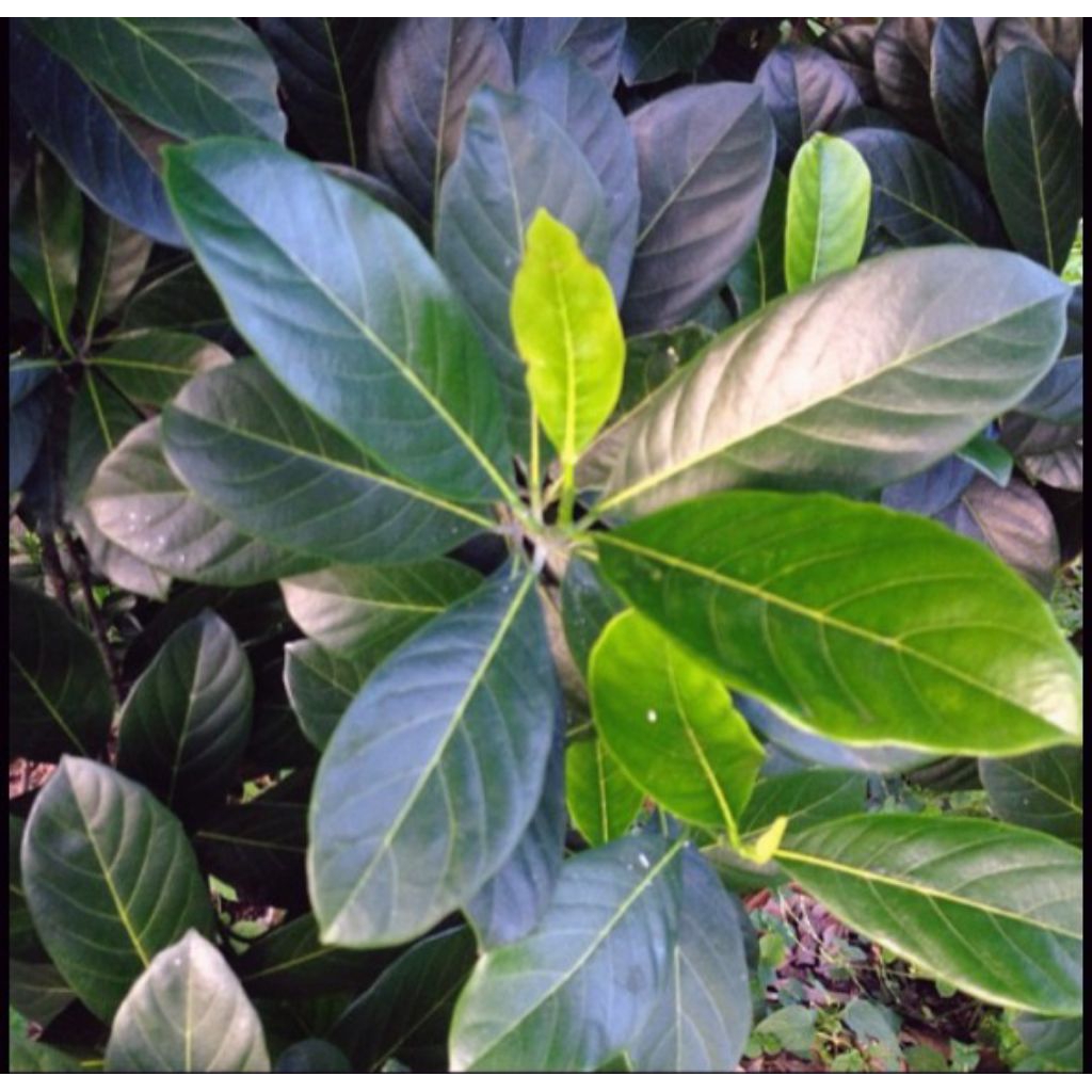 

150 lembar daun nangka segar