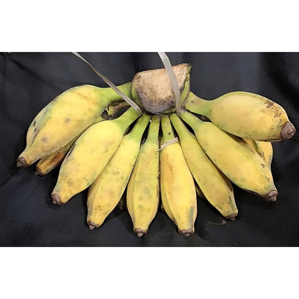 

pisang jimbluk(siem,bedong)