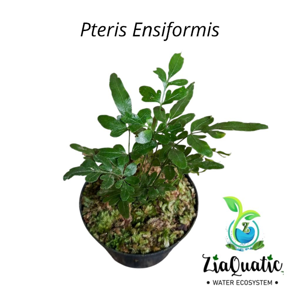 Pteris Ensiformis - Paku pakuan Pakis Fern Tanaman Paludarium Terrarium