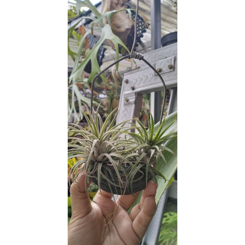 tillandsia Ionantha Shrimp Cocktail