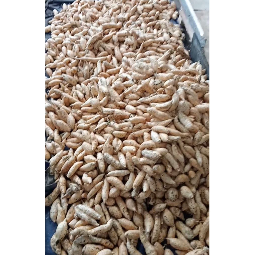 

UBI CILEMBU MENTAH ASLI SPEK KUCRAK