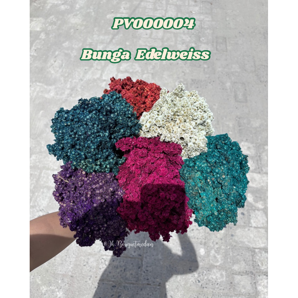 PV000004 Edelweiss / bunga edelweiss / bunga kering / bunga edelweiss medan