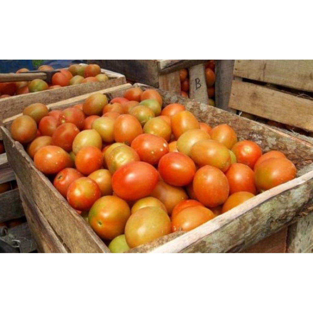

TOMAT FRESH PREMIUM 500GR/1KG
