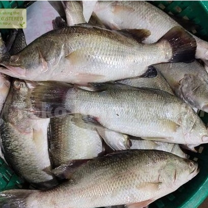 

Ikan Kakap Putih Segar Ikan Kakap Putih Baramundi Barramundi 1kg