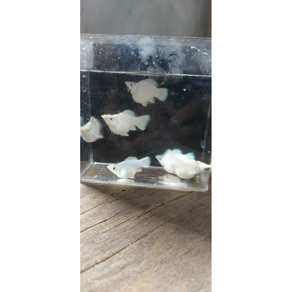 molly platinum balon rountail JUMBO ISI 5