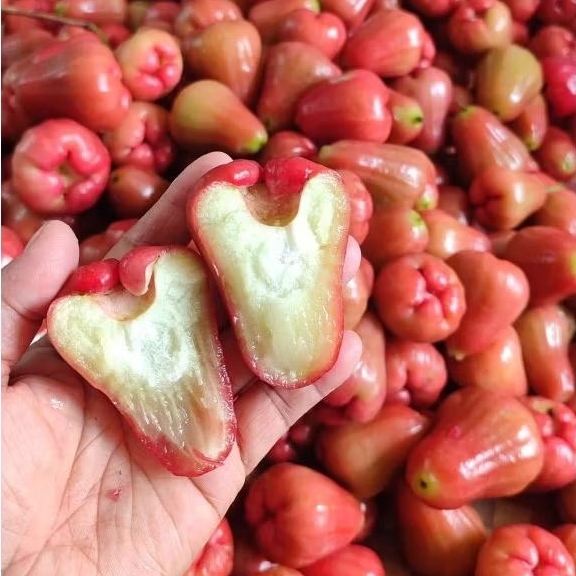 

JAMBU CITRA MERAH SEGAR 500GR-1KG ASLI PETANI PURBALINGGA PENGIRIMAN SETIAP HARI