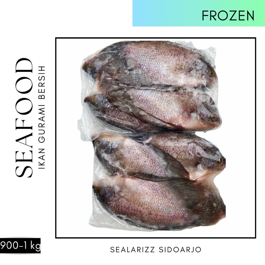 

Gurami bersih / Gurami Terbang Bersih / Gurame Bersih / Gurame Terbang Bersih