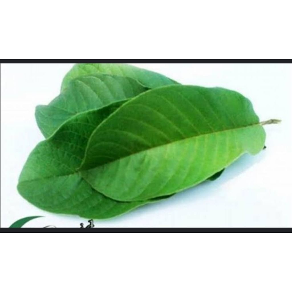 

daun jambu segar 500g