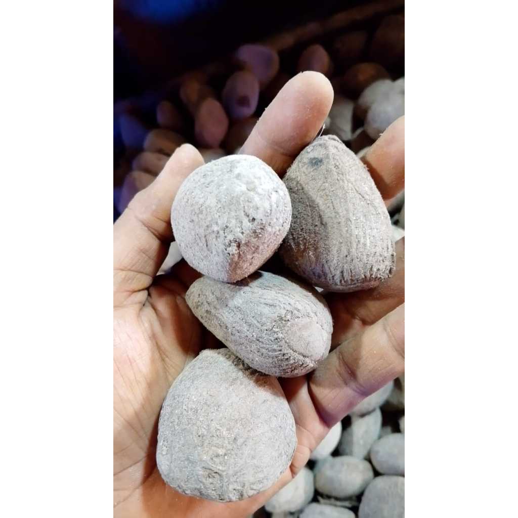 

Picung Kepayang / Kluwek Bumbu Masak Alami