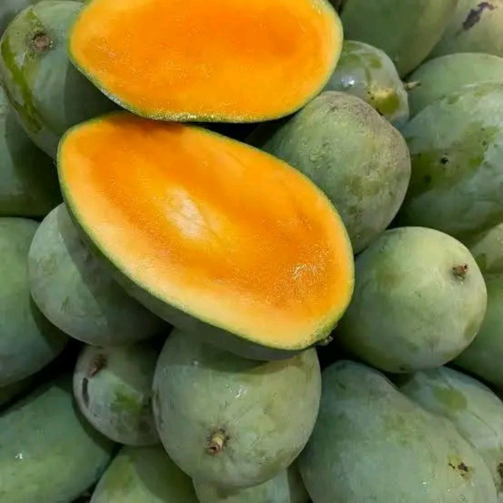 

Mangga Gadung (Arum Manis) Tua Pohon