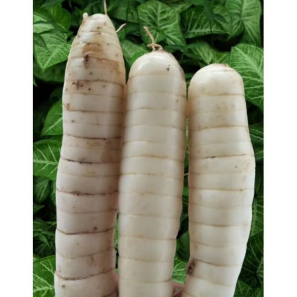 

silahkkan di order umbi garut/umbi terigu freash langsung dari alam