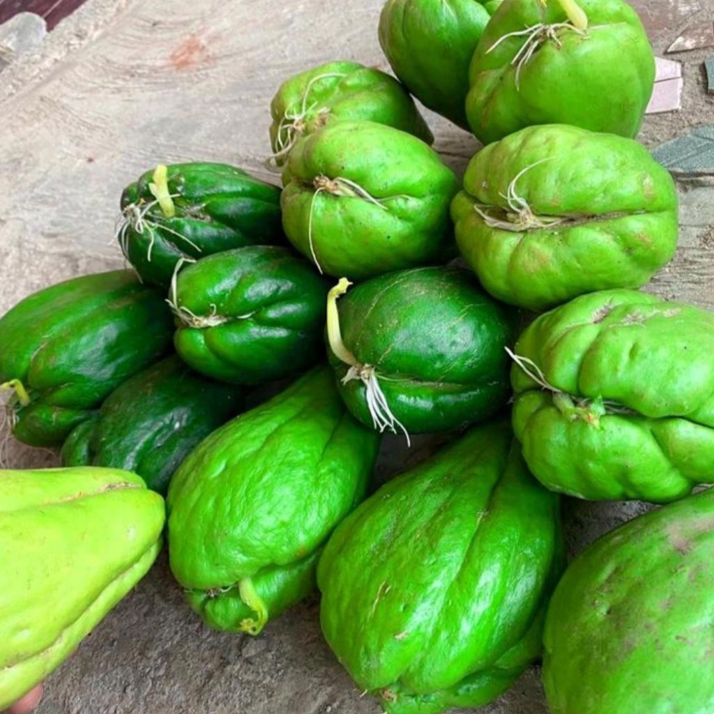 

Super benih labu siam jumbo