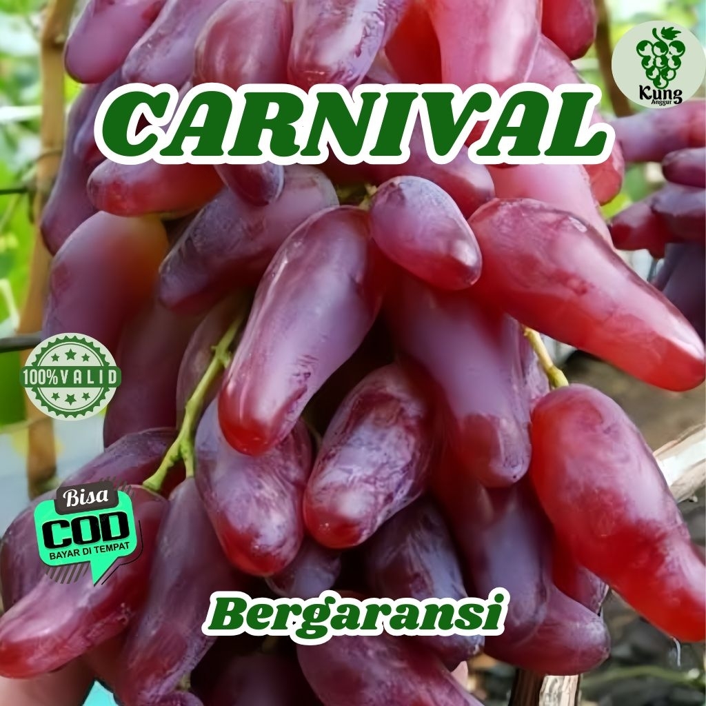 

Bibit Anggur Import Carnival Runcing 100% Valid KUNG ANGGUR