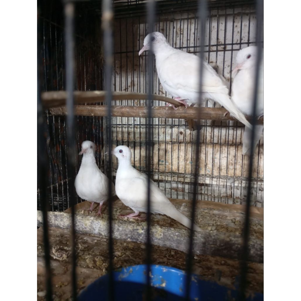 perkutut putih kapas pilihan