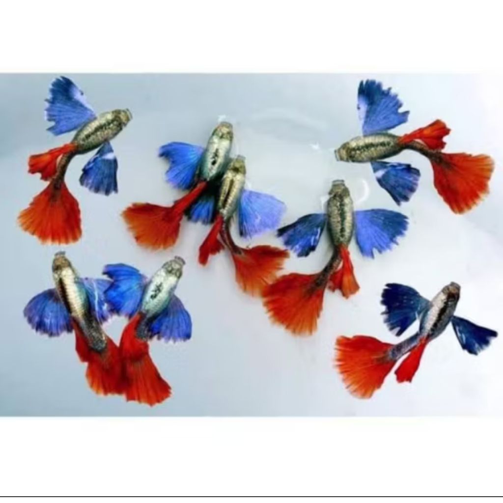 Guppy prtde 1 pair indukan hiasan aquarium estetik