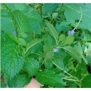 

TERMURAH Tanaman Pecut Kuda daun Jarong Fresh