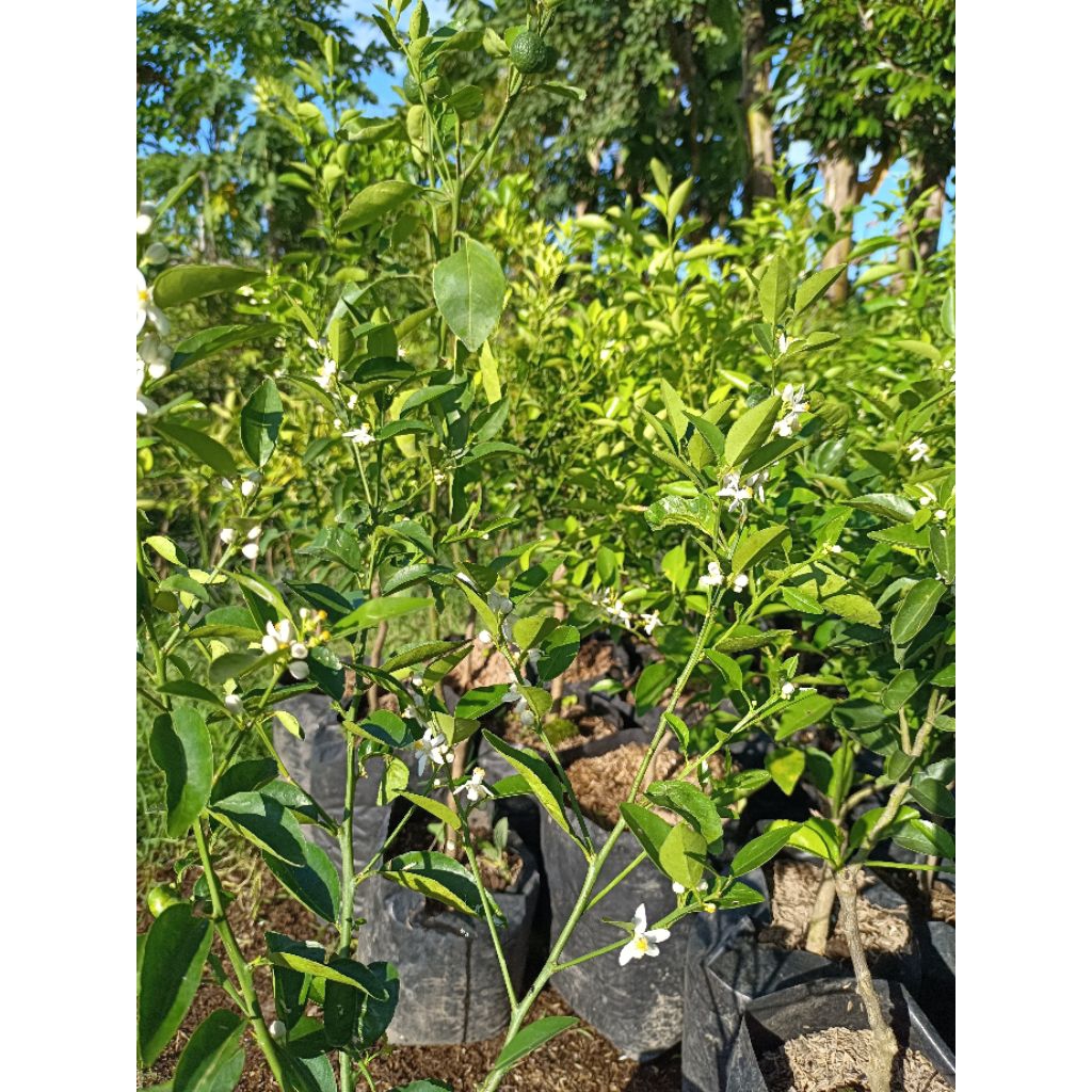 Bibit Jeruk Limau Berbuah/Berbunga Kualitas Unggul Tabulampot