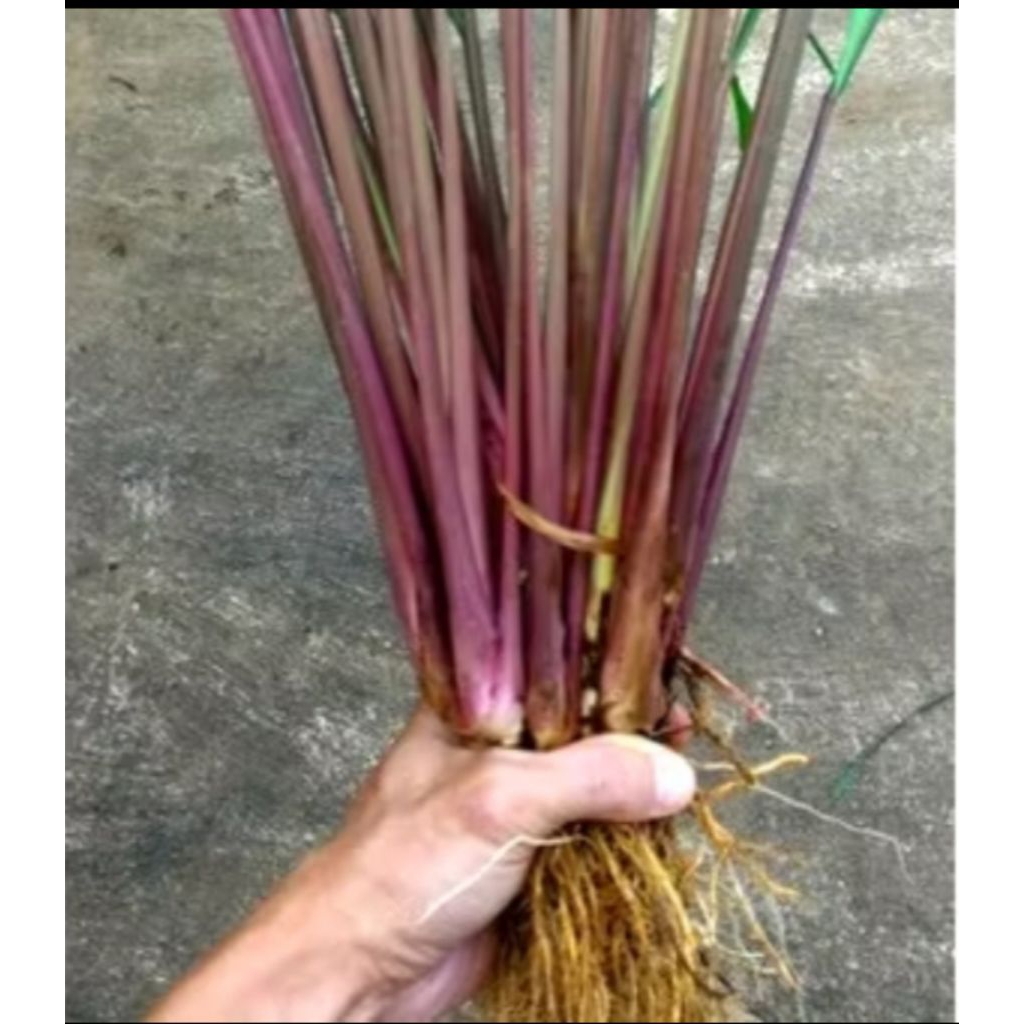 

Sereh merah - sereh wangi asli 1 kg