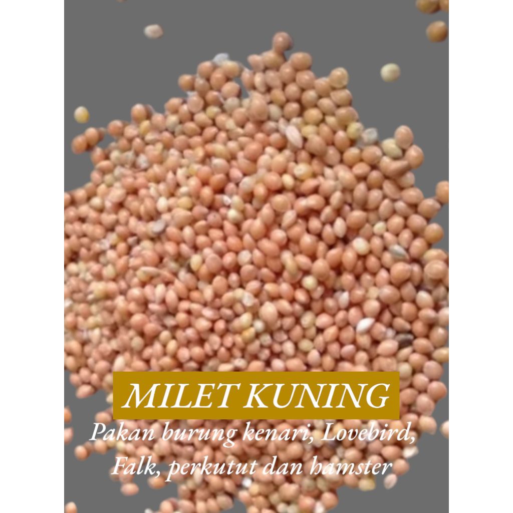 

1 KG BIJI MILET KUNING - PAKAN BIJI BIJIAN BURUNG KICAU