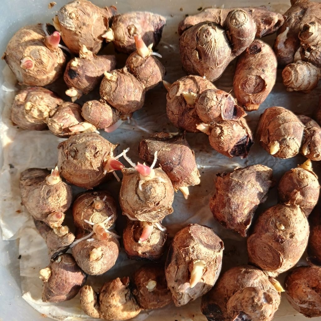 Bibit Kunyit Hitam Sudah Bertunas/ Tunas Kunyit Hitam 100g