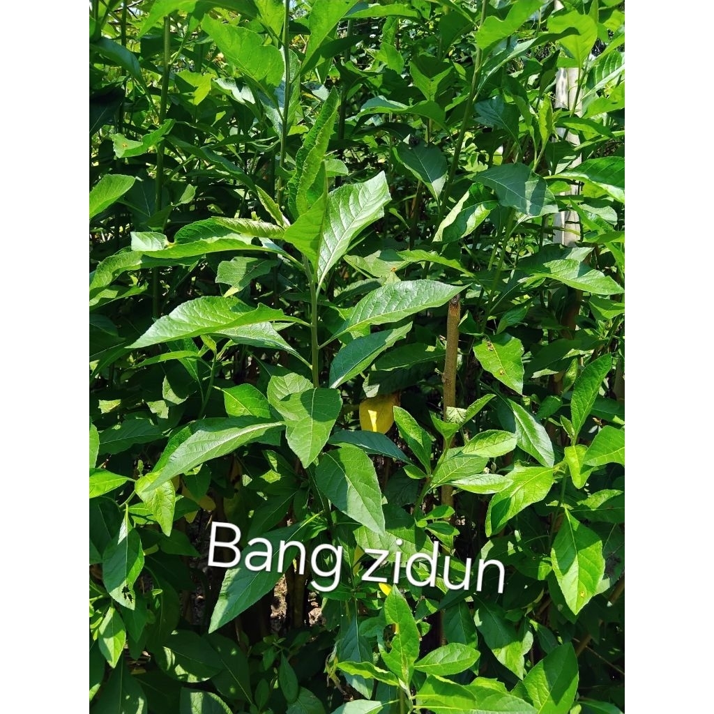 

Daun sambung nyawa fresh petik langsung di pohon, 100lembar