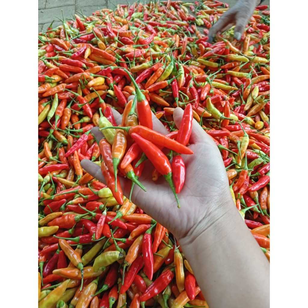 

cabe/cabai rawit merah 1kg