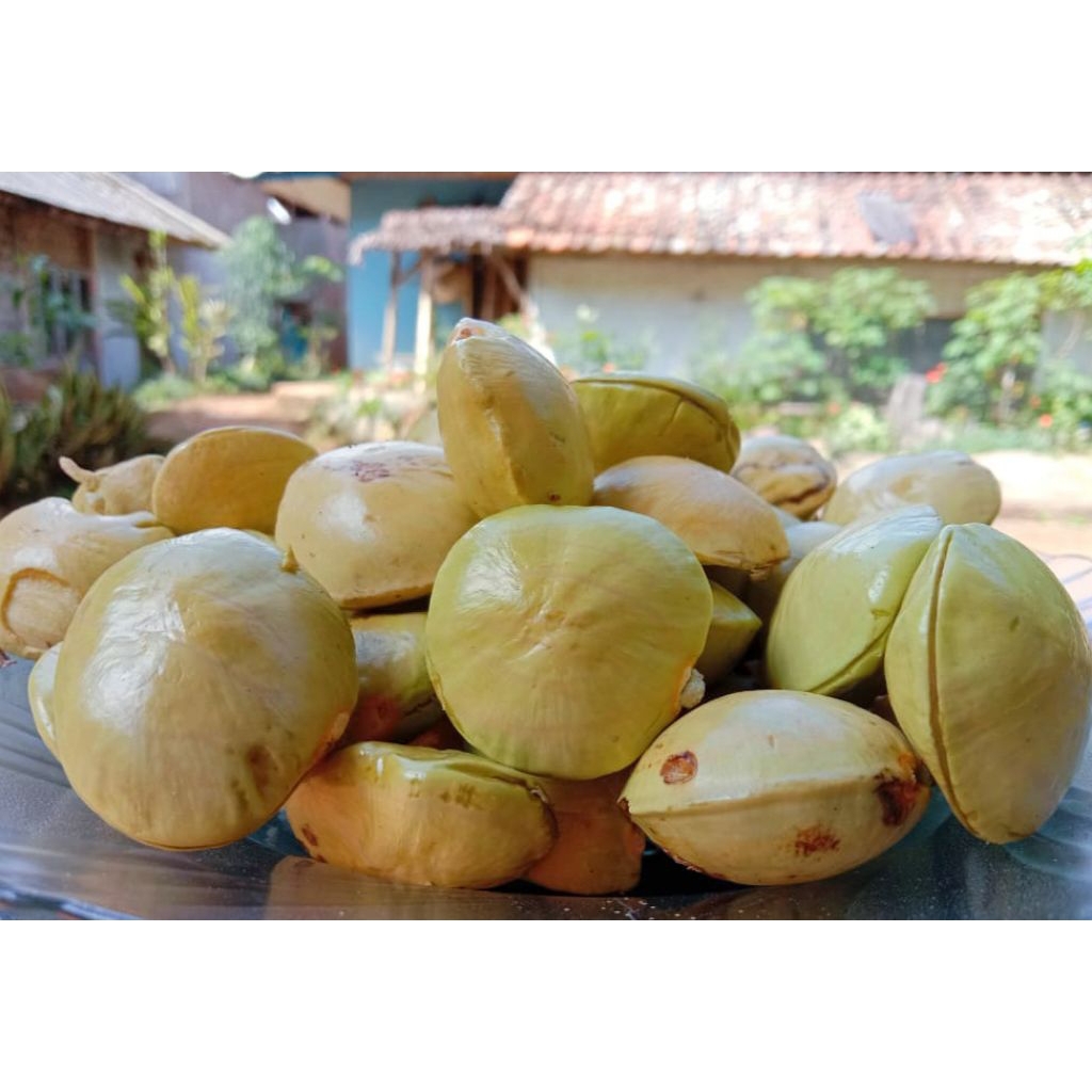 

Buah JENGKOL MUDA segar 500g