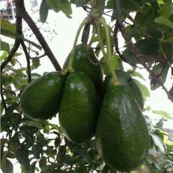 entres / pucuk mata tunas alpukat pluwang