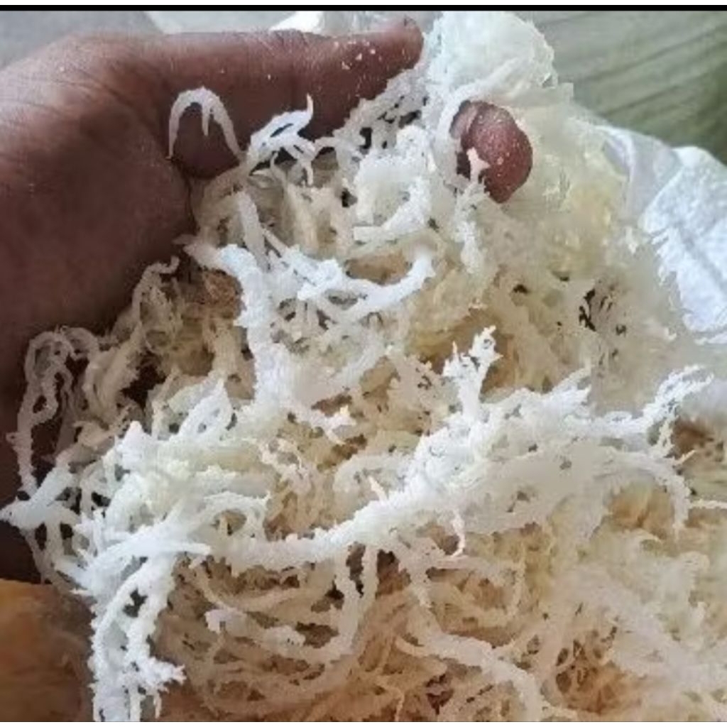 

rumput laut berat 500 gram