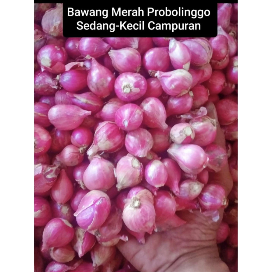 

Bawang Merah Probolinggo Murah Ukuran Campur//Bawang Merah lokal//Bawang merah Brebes
