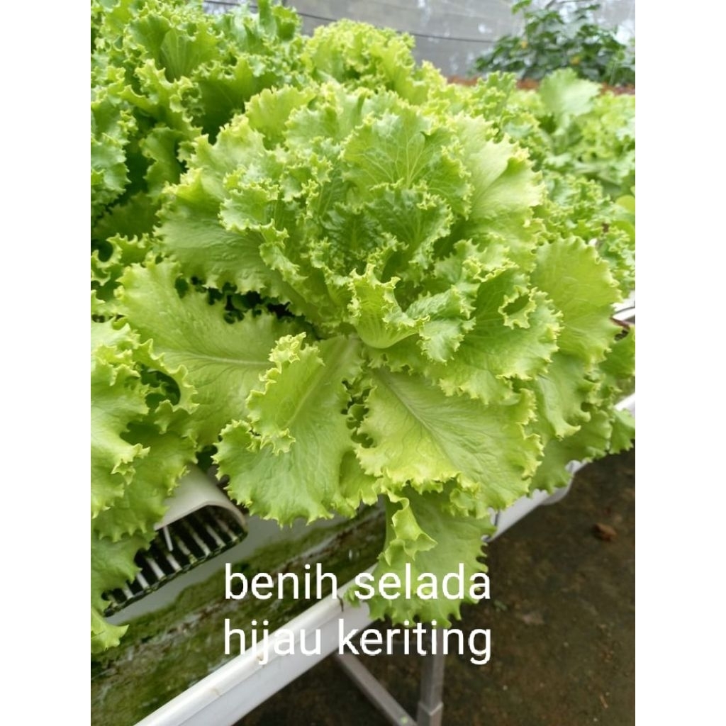 

100 biji selada hijau keriting