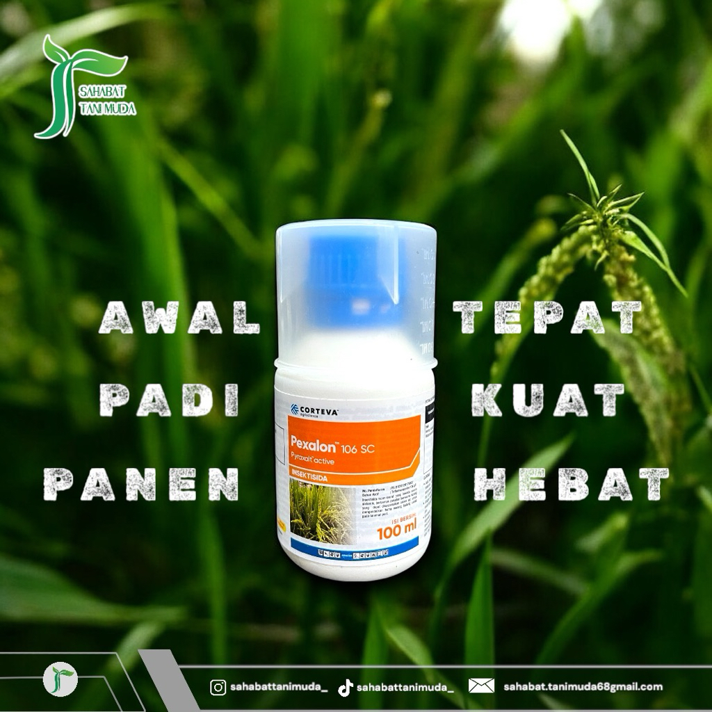 Insektisida Pexalon 106 SC Pembasmi Hama Wereng Paling Ampuh