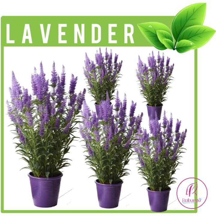TANAMAN HIAS LAVENDER HIDUP>LAVENDER INGGRIS >TANAMAN HIAS HIDUP>TANAMAN OUTDOORS