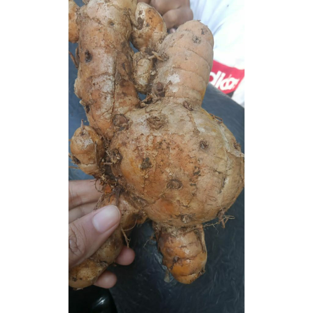 

temulawak segar 1kg dadakan dari petani sudah cuci