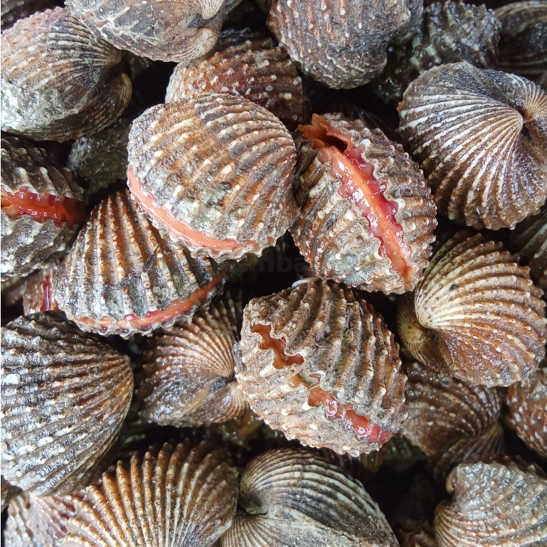 

Kerang Dara Segar Kerang Dara 1Kg Kerang Darah