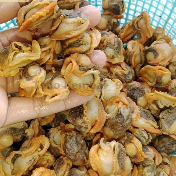 

Kerang Dara Kupas Segar Daging Kerang Dara 1Kg