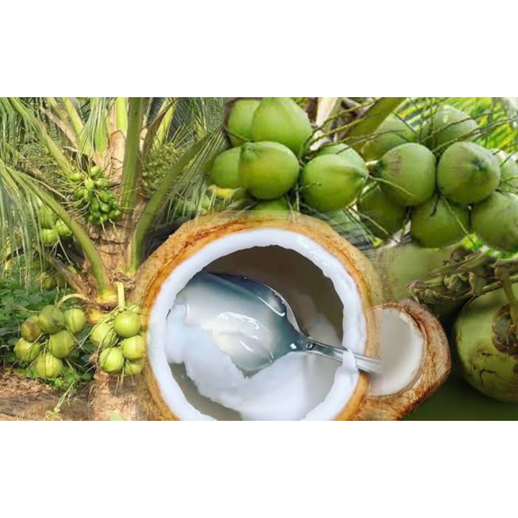 

PROMO 1 BUAH kelapa muda fresh