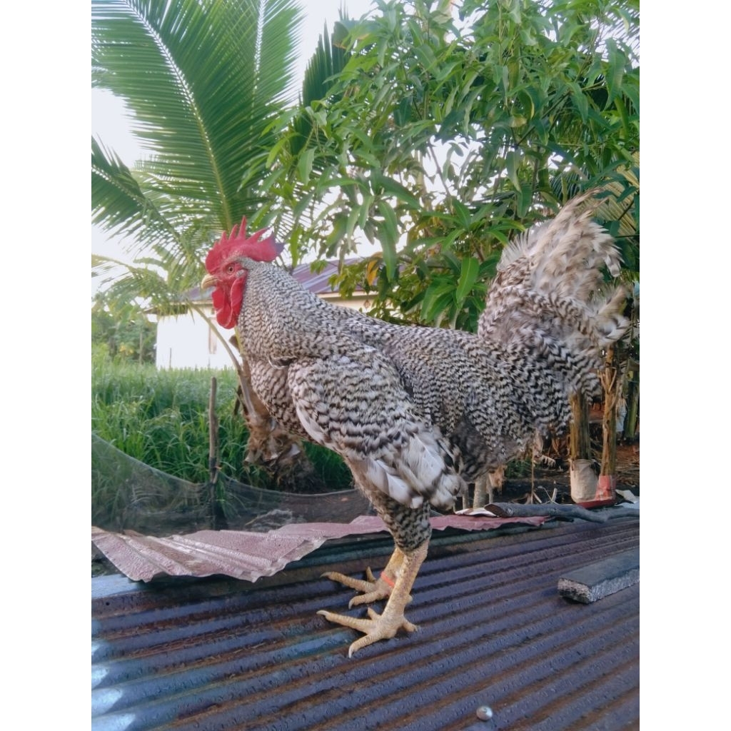 

telur tetas ayam barettrock ori dan silangan nya 1 paket isi 6 butir telur