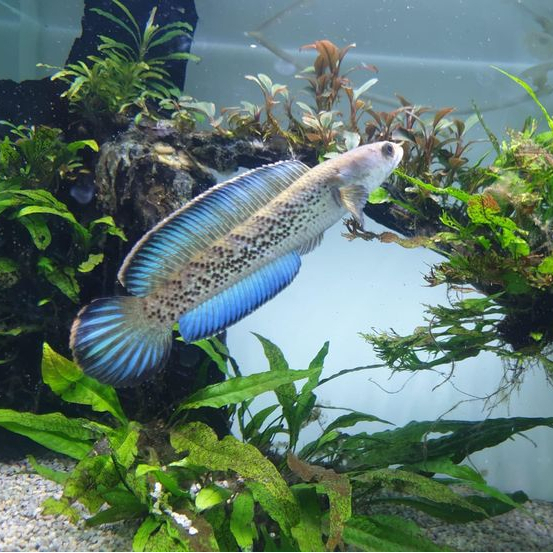 Stewarti Karbialong | Snakehead Channa Stewarti Jumbo 12-15cm / Full dot gondrong rim tebel