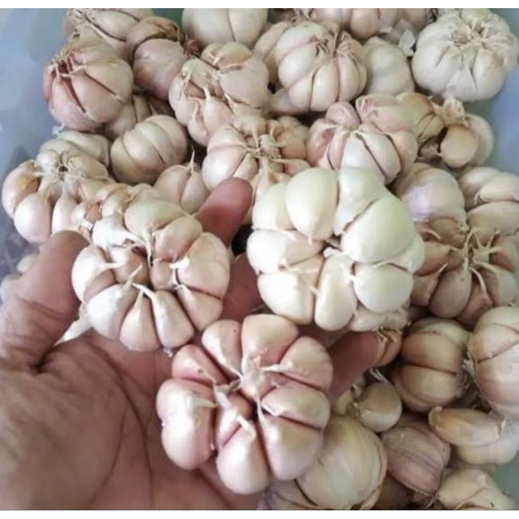 

Bawang Putih Sinco/Sincu 1000gr 1kg Grade A impor– Kering, Harum, Tidak Basah, Siap Masak