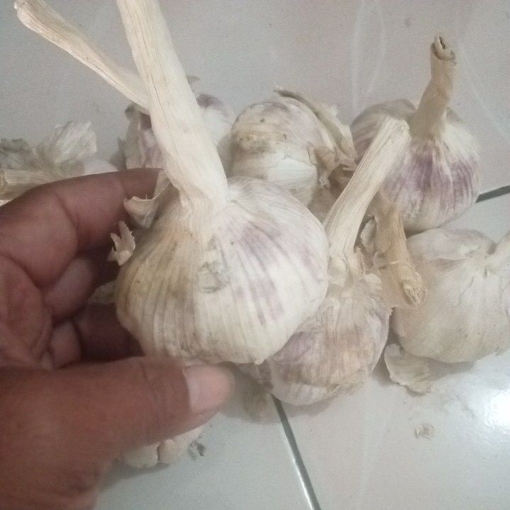 

bawang putih belum kupasan1kg