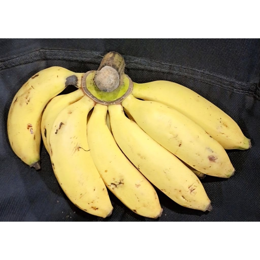 

pisang bangkawulu (pisang oli)