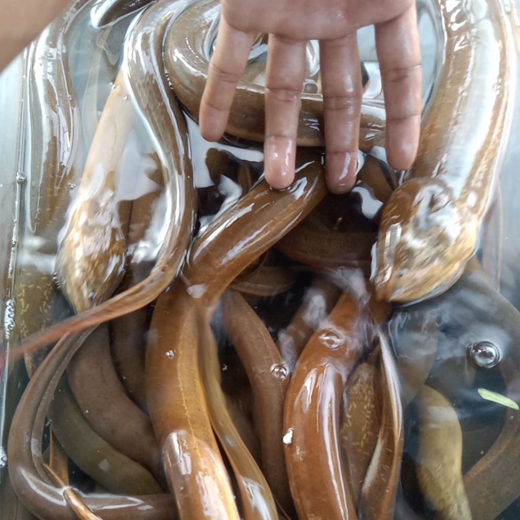

IKAN BELUT SUPER 1 KG ISI 1/2/3